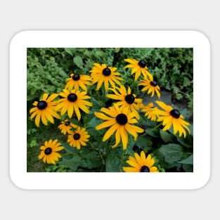 Yellow Coneflower Sticker